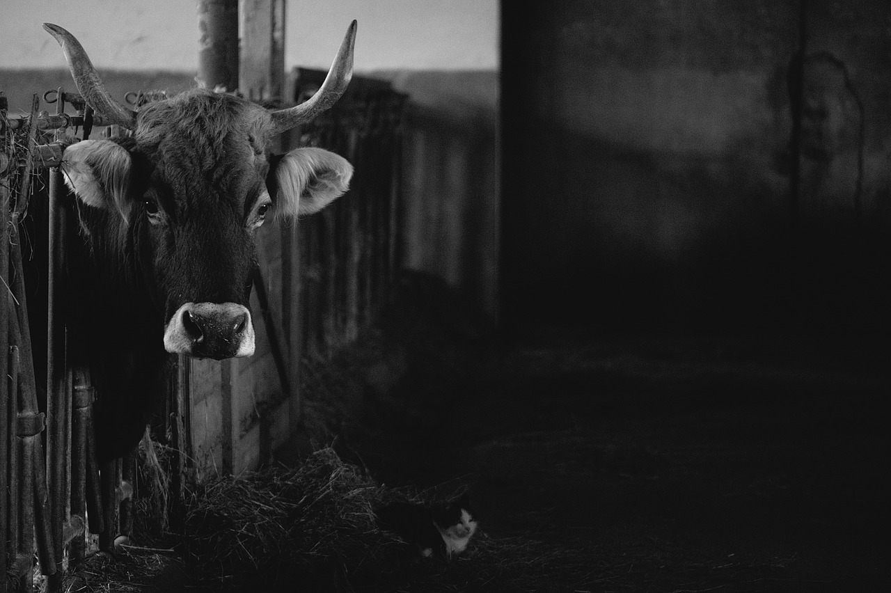 cow, barn, animal-3953638.jpg